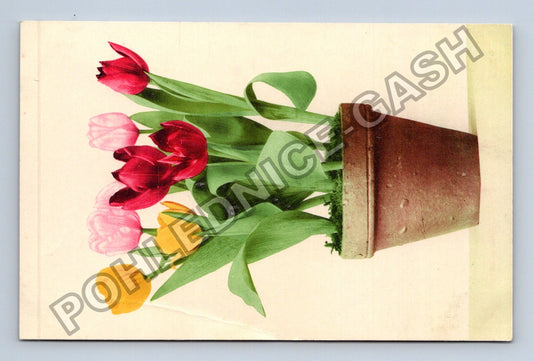 Pohlednice Květiny tulipány v květináči (M41647)