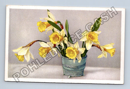 Pohlednice Německo kytice narcisů (M41668)
