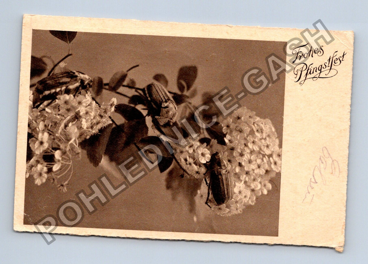 Pohlednice Německo Frohes Pfingstfest brouci květiny 1941 (M41670)