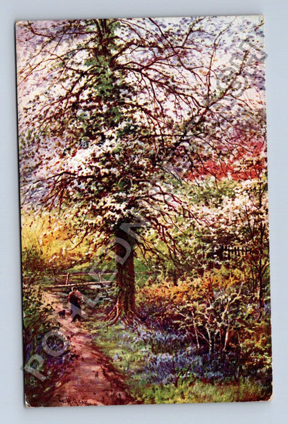 Pohlednice Velká Británie Devon květoucí stromy (M41717)