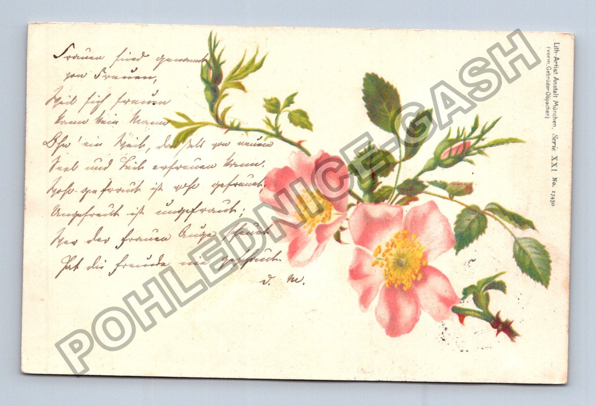 Pohlednice Německo Mühlhausen růže 1900 (M41755)
