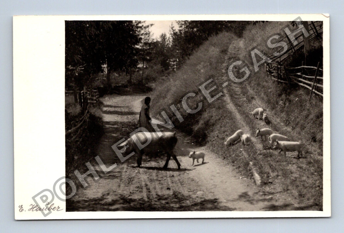 Pohlednice Rakousko Passee žena s prasaty 1946 (M41888)