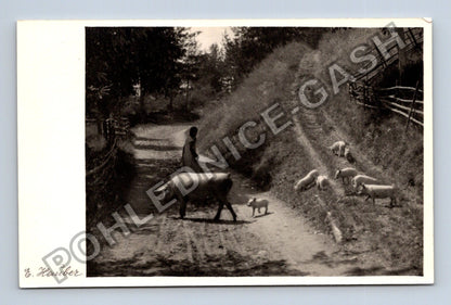 Pohlednice Rakousko Passee žena s prasaty 1946 (M41888)