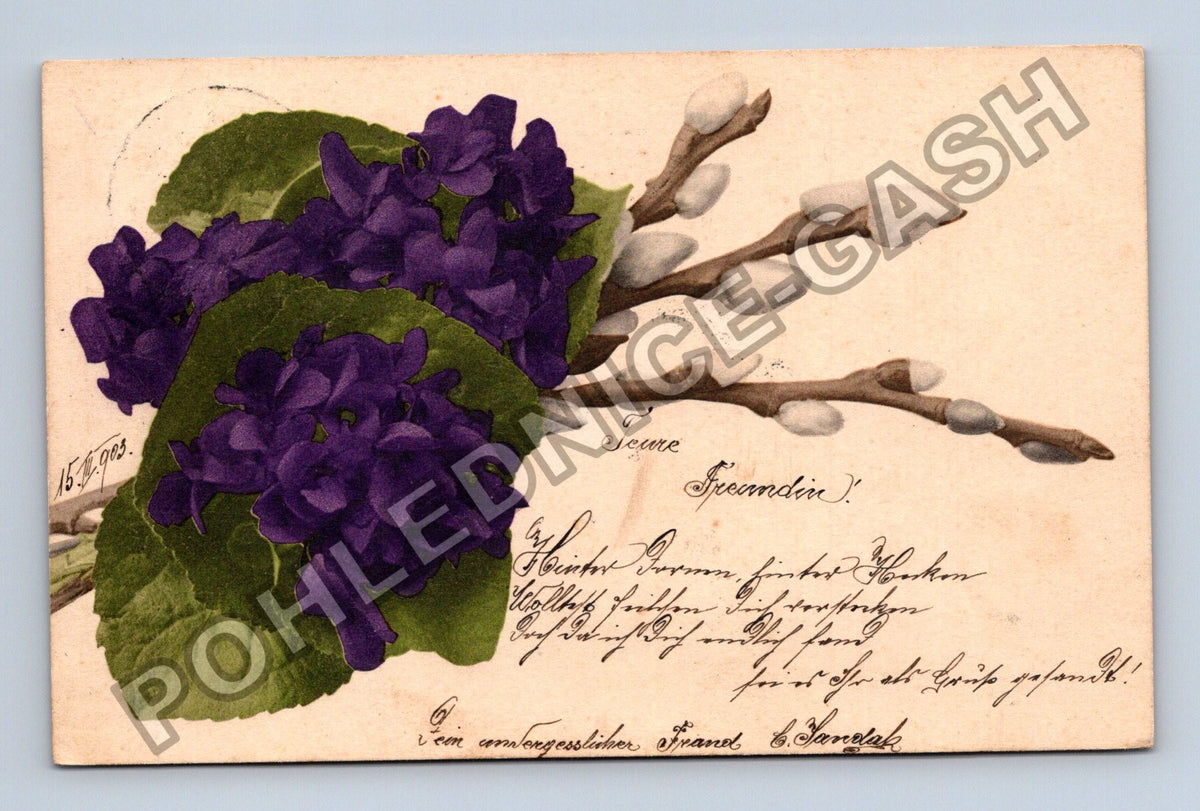 Pohlednice Rakousko Velikonoční přání fialky kočičky 1909 (M41903)