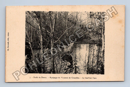 Pohlednice Francie Forêt de Dreux jelen v lese u vody (M42145)