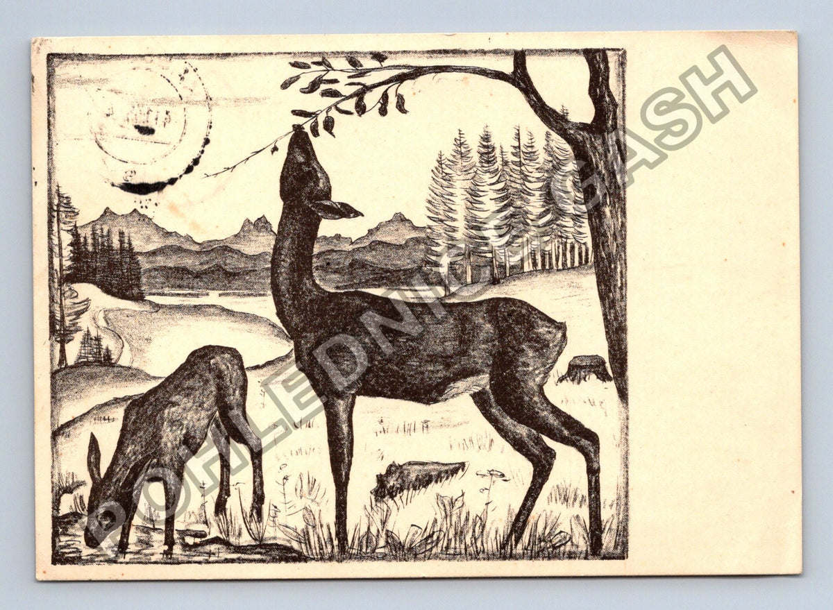 Pohlednice Německo Waldfrieden jelen laň 1935 (M42147)