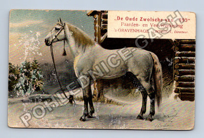 Pohlednice Holandsko kůň De Oude Zwolsche van 1895 (M42149)
