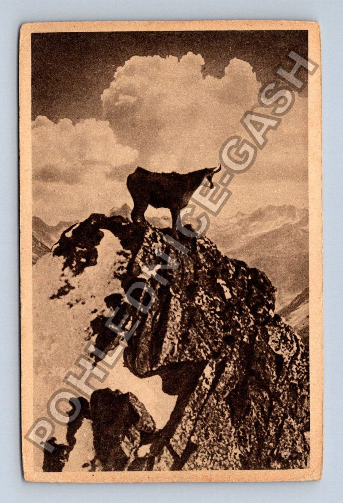 Pohlednice Francie Chamois dans les Monts de Styrie (M42168)