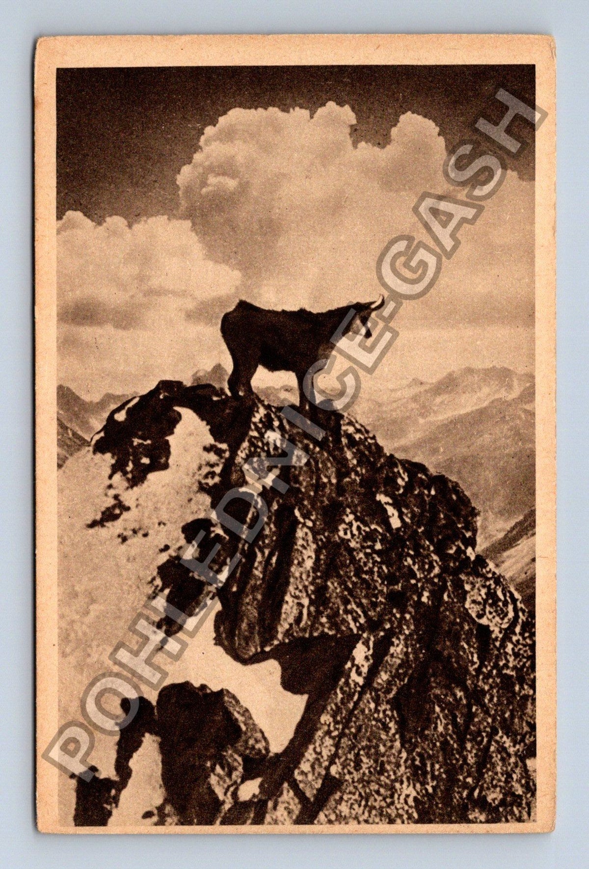 Pohlednice Chamois Monts de Styrie Rakousko (M42179)