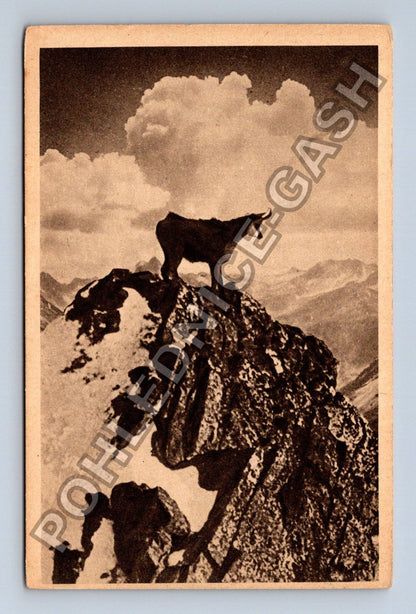 Pohlednice Chamois Monts de Styrie Rakousko (M42179)