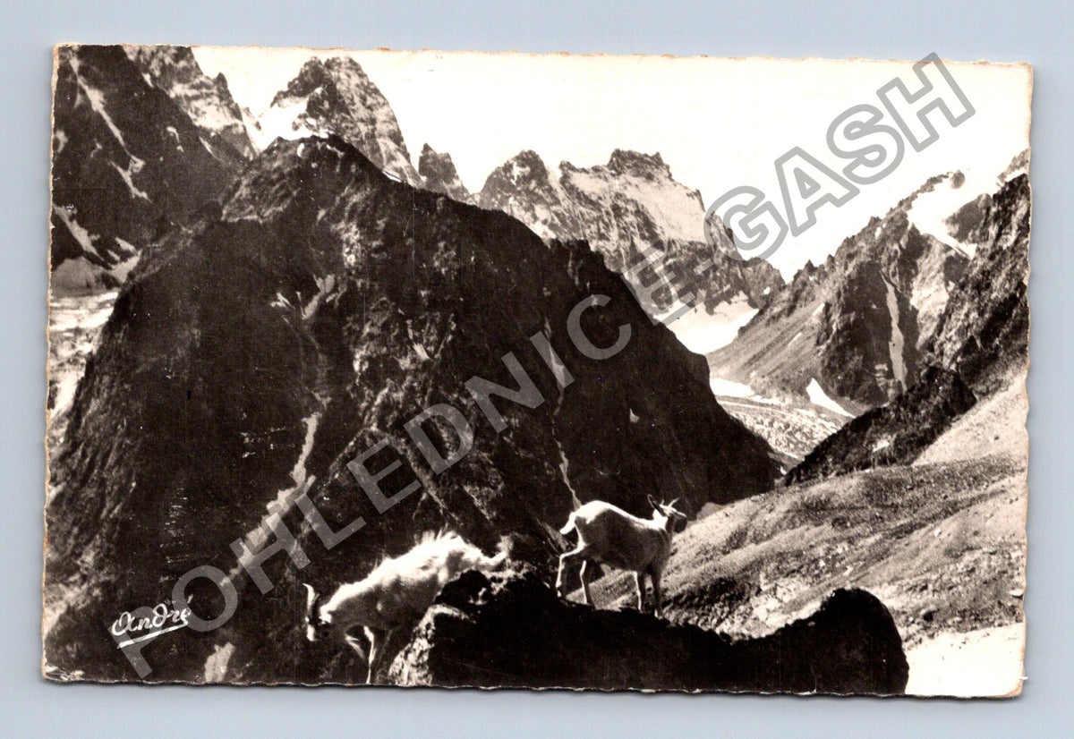 Pohlednice Francie Alpy horské kozy Camp de Tours (M42181)