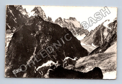 Pohlednice Francie Alpy horské kozy Camp de Tours (M42181)