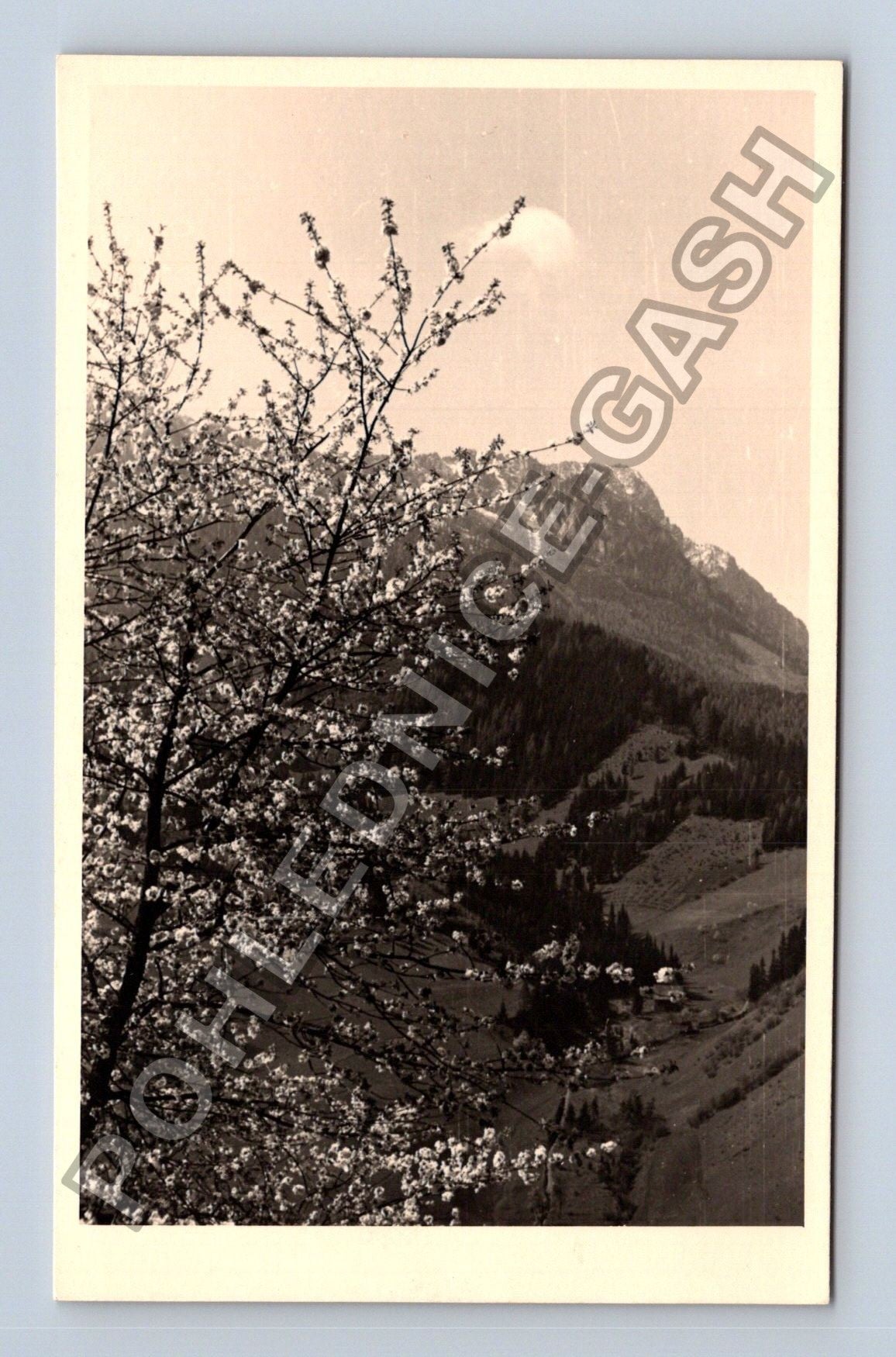 Pohlednice Rakousko horská krajina rozkvetlý strom (M42215)