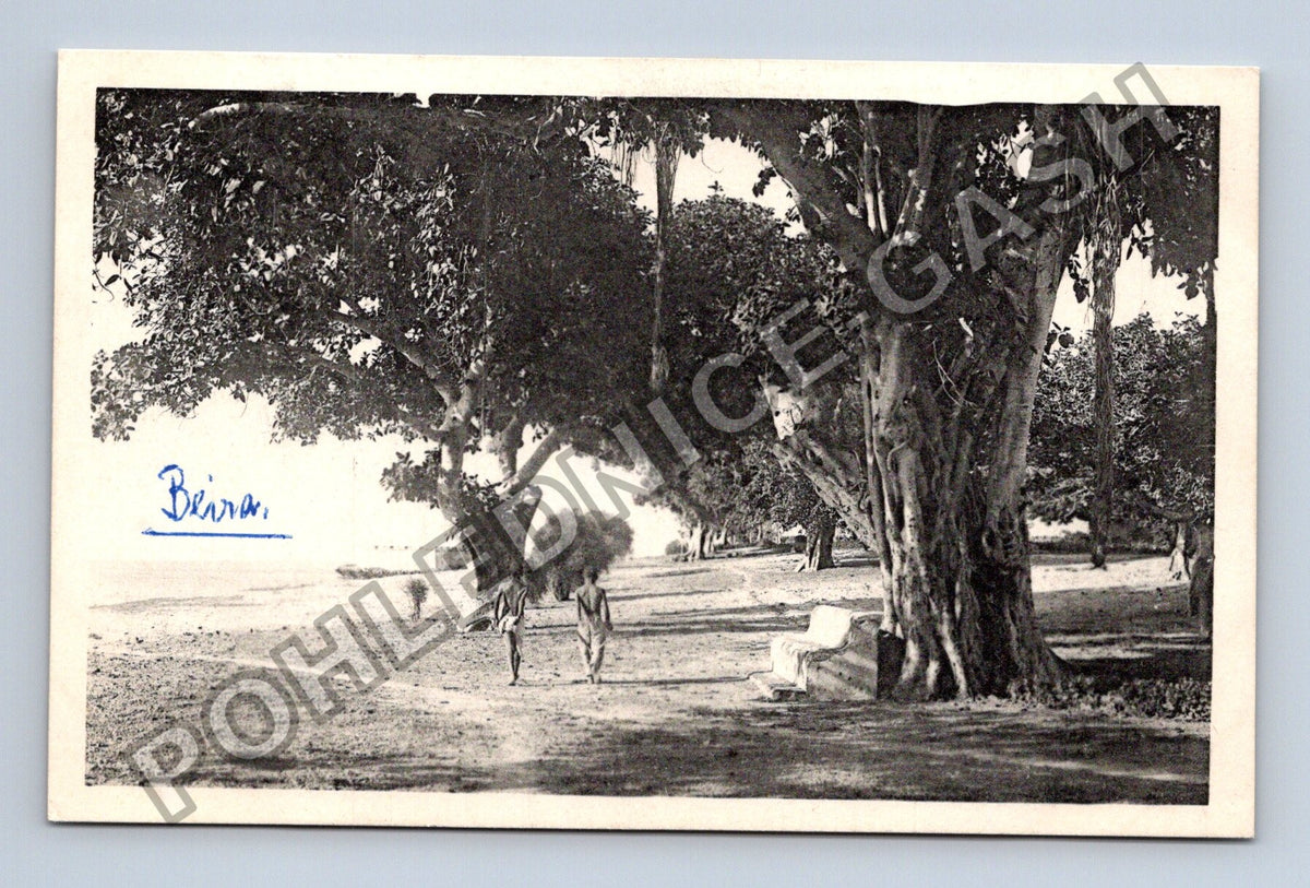 Pohlednice Afrika Beira stromy a domorodci (M42415)