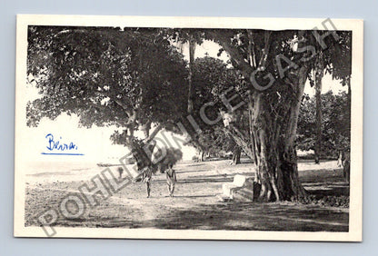 Pohlednice Afrika Beira stromy a domorodci (M42415)