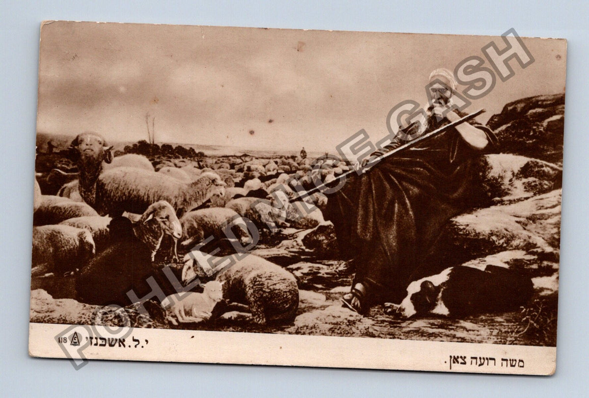 Pohlednice Izrael pastýř s ovcemi (M42539)