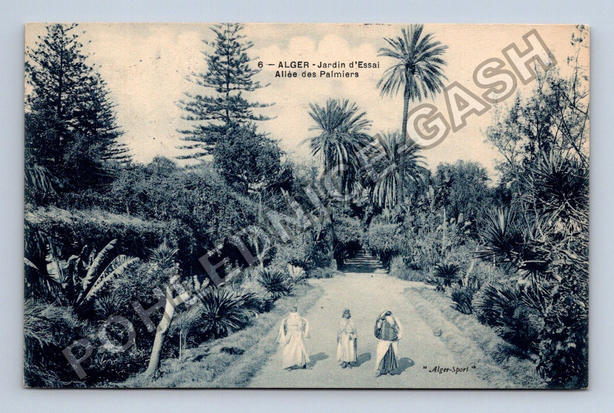Pohlednice Alžír Jardin dEssai Allée des Palmiers (M42549)