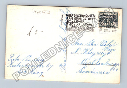 Pohlednice Holandsko Kytice kopretin (M42673)