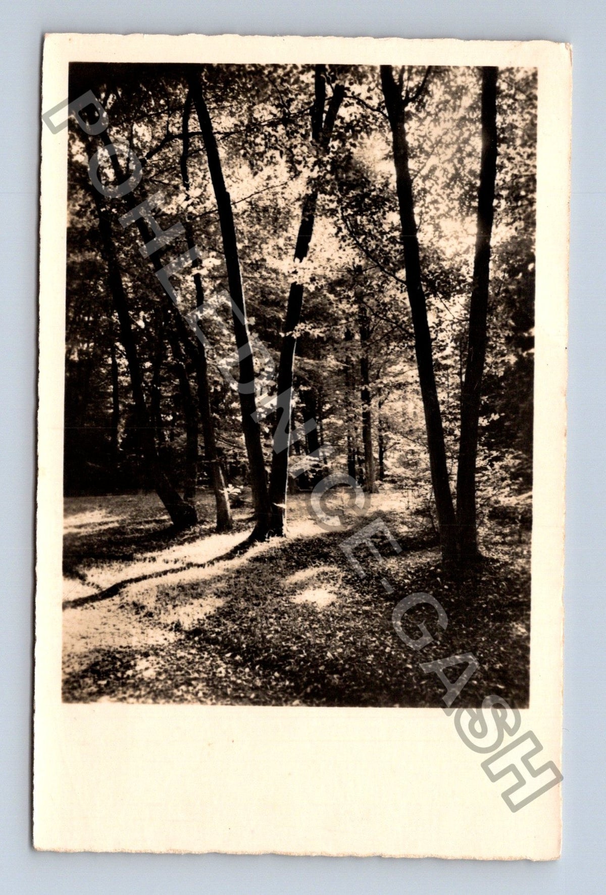 Pohlednice Německo lesní cesta stromy 1937 (M42675)