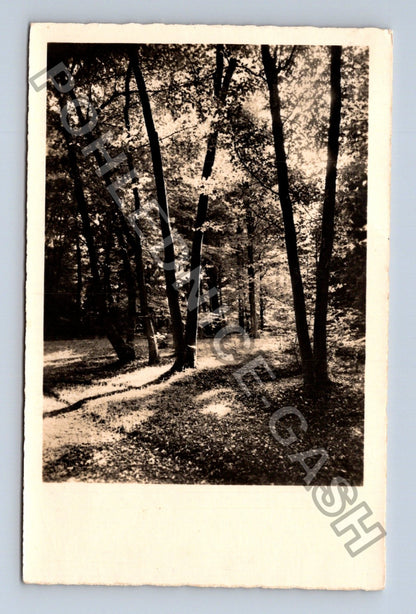 Pohlednice Německo lesní cesta stromy 1937 (M42675)