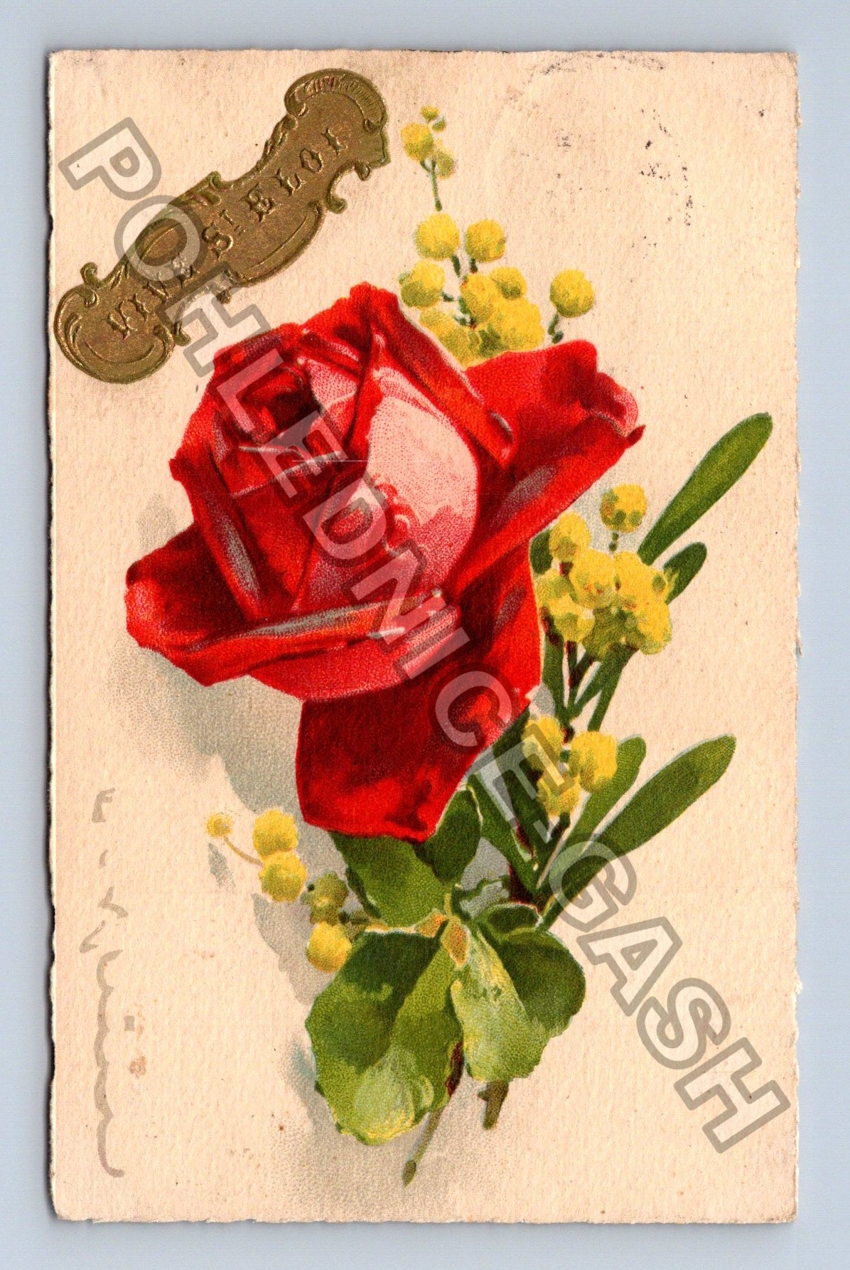 Pohlednice Belgie květiny růže mimóza 1934 (M42731)