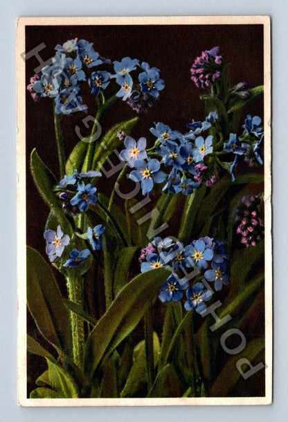 Pohlednice Nezapomeňte květy Myosotis alpestris (M42768)