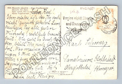 Pohlednice Nezapomeňte květy Myosotis alpestris (M42768)
