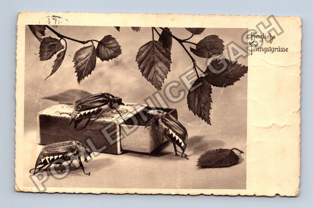 Pohlednice Srdečné svatodušní pozdravy chrousti Německo 1940 (M42787)