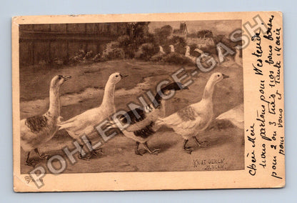 Pohlednice Belgie husy Knut Oeren (M43117)