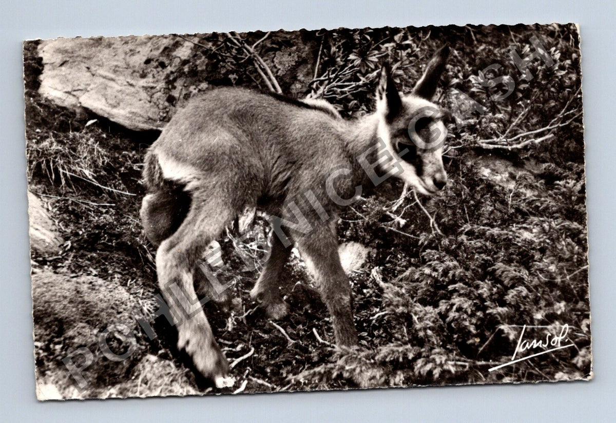Pohlednice Francie Aix-les-Bains mladý kamzík 1962 (M43119)
