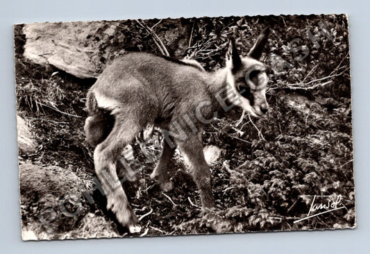 Pohlednice Francie Aix-les-Bains mladý kamzík 1962 (M43119)