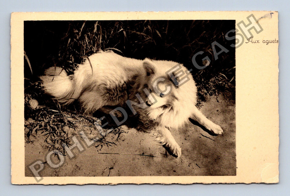 Pohlednice Francie pes špic Aux aguets (M43128)