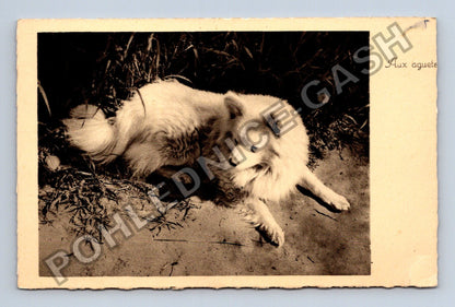 Pohlednice Francie pes špic Aux aguets (M43128)