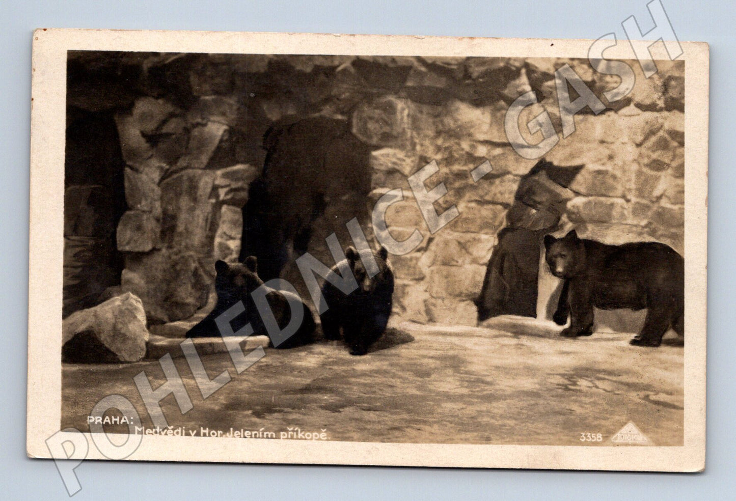 Pohlednice Praha medvědi v Jelením příkopě (M4430)