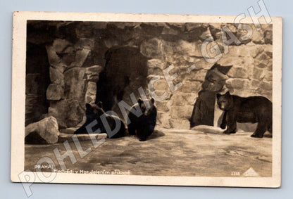 Pohlednice Praha medvědi v Jelením příkopě (M4430)