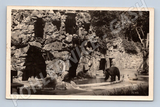 Pohlednice Praha medvědi v Jelením příkopě (M4431)