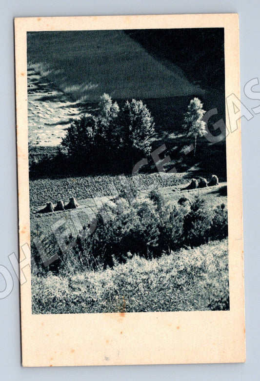 Postcard horse grazing black and white (M4769)