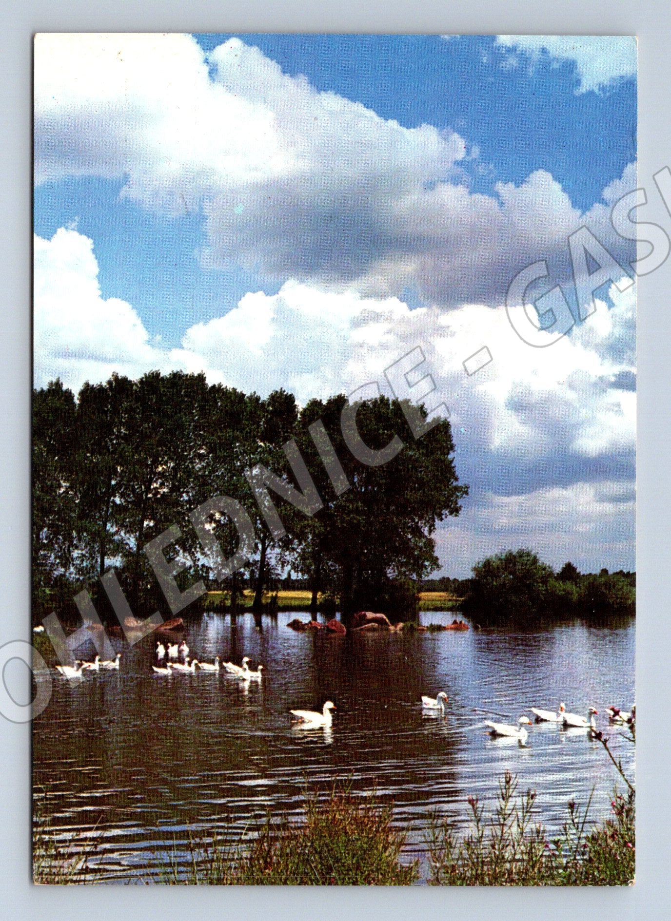Postcard swans on the pond Orbis Bučina (M4777)