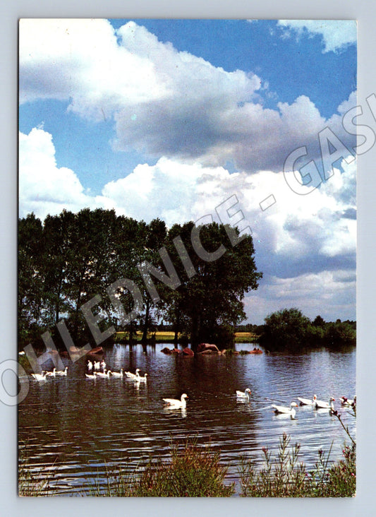 Postcard swans on the pond Orbis Bučina (M4777)