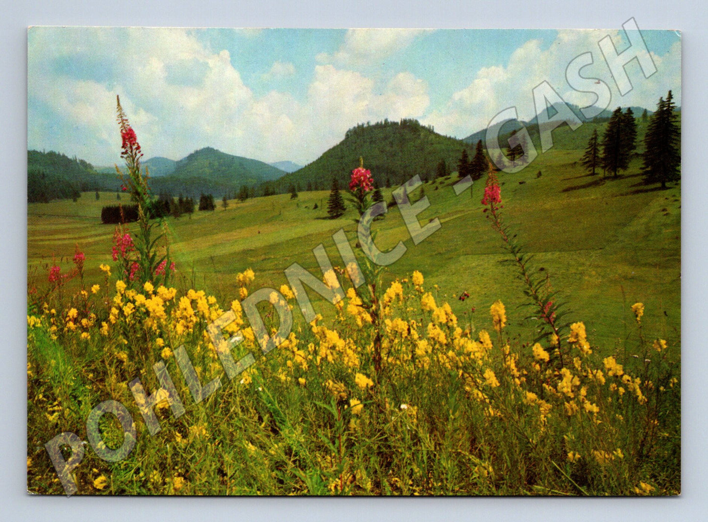 Postcard of a mountain meadow of the Czechoslovak Socialist Republic Orbis Sitenský (M4788)
