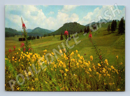 Postcard of a mountain meadow of the Czechoslovak Socialist Republic Orbis Sitenský (M4788)