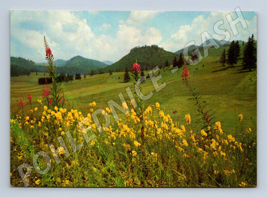 Postcard of a mountain meadow of the Czechoslovak Socialist Republic Orbis Sitenský (M4788)