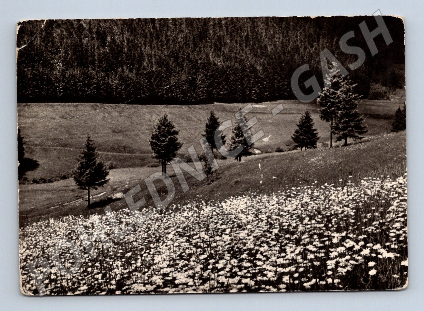 Postcard blooming meadow O Jenka (M4812)