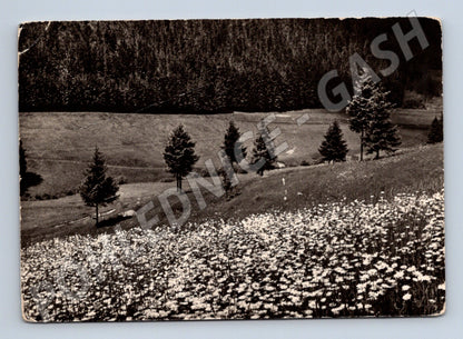 Postcard blooming meadow O Jenka (M4812)