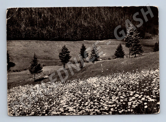 Postcard blooming meadow O Jenka (M4812)