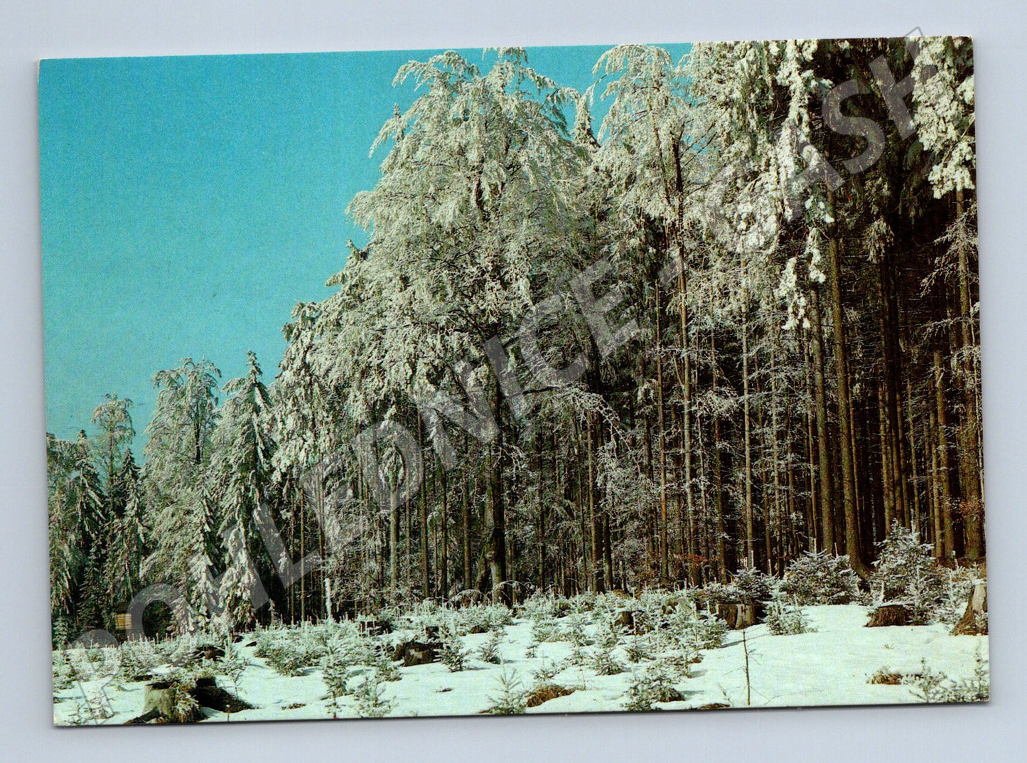 Postcard winter forest Czechoslovakia (M4818)