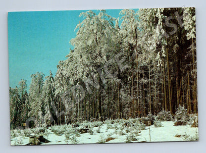 Postcard winter forest Czechoslovakia (M4818)