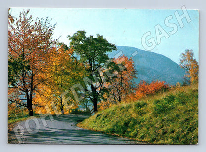 Postcard autumn landscape path trees (M4820)