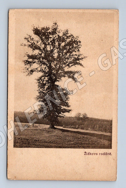 Postcard Trocnov Memorial Oak (M4909)