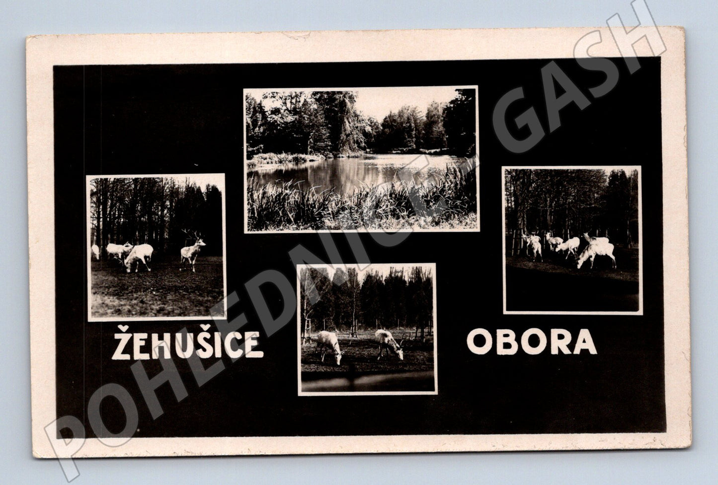 Pohlednice Žehušice obora bílí jeleni (M5125)